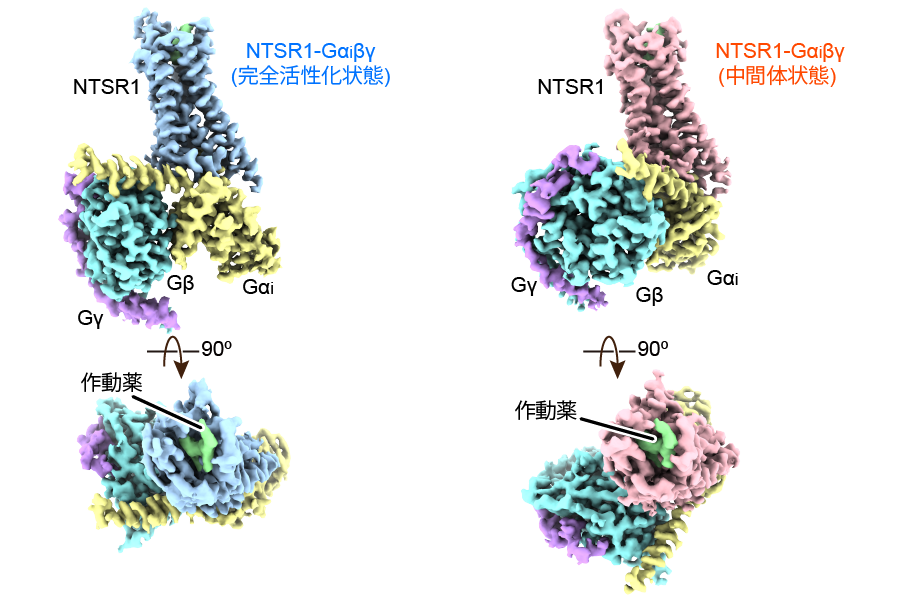 痛覚制御や血圧制御、薬物依存等に関与する受容体膜タンパク質、ニューロテンシン受容体によるGタンパク質活性化機構の解明研究成果