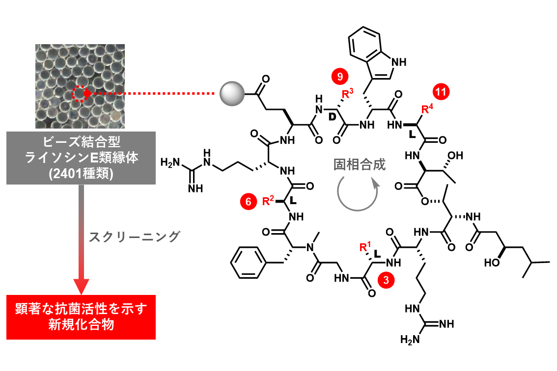 抗生 天然 物質 の 抗生物質