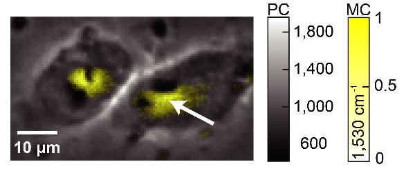 Two cells appear in grey with a yellow light at the center of each cell.