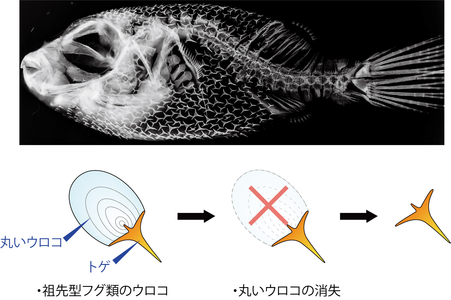 フグのCT画像とそのトゲの進化仮説