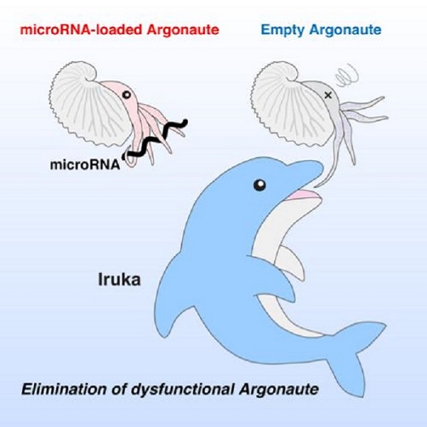 Research cartoon showing Argonaute protein drawn as a paper nautilus and Iruka protein drawn as a dolphin.