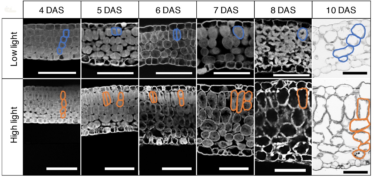 Light microscopy images of plant cells at four, five, six, seven, eight, and 10 days old. The images are arranged in two rows of six columns.