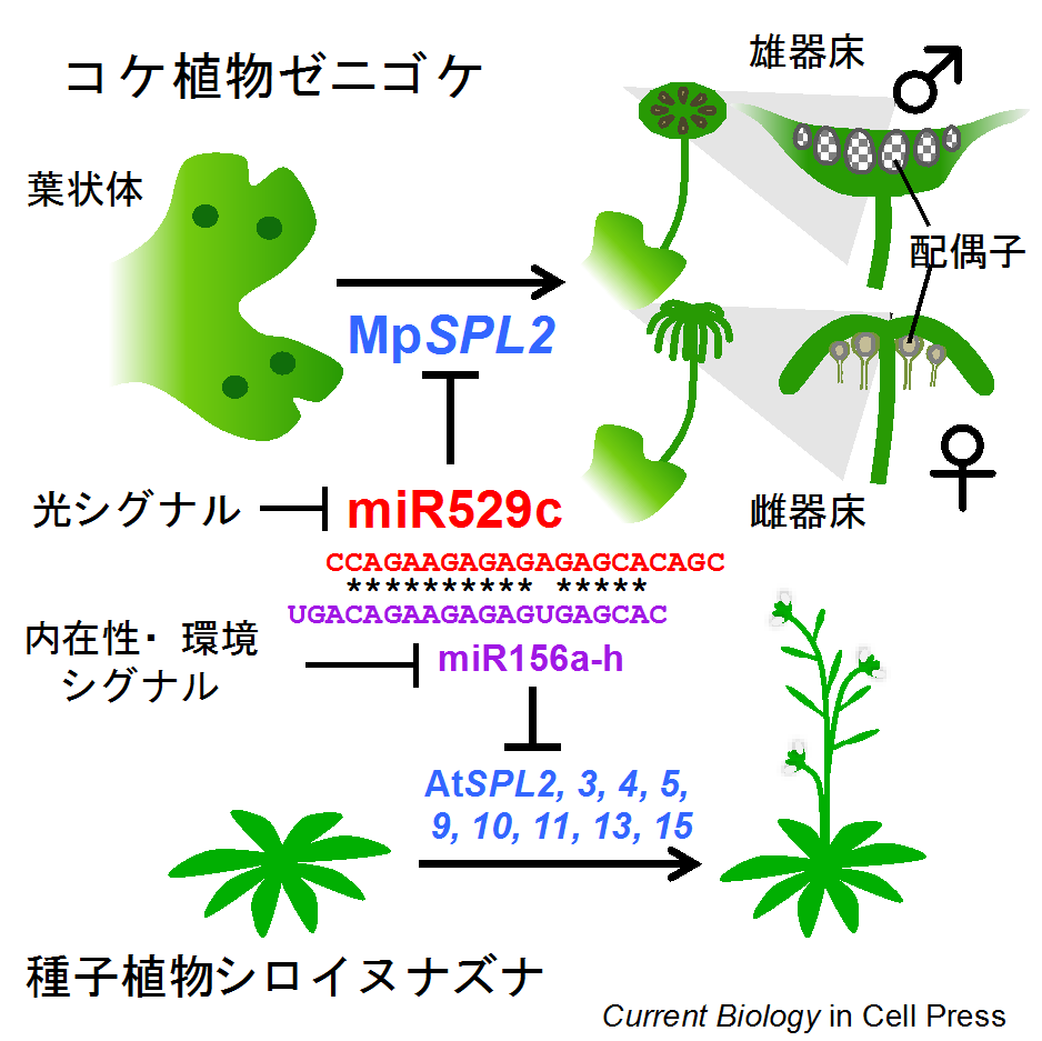 fig0120190920wy