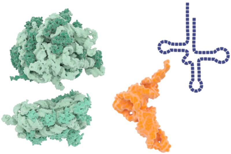 Illustrations of a ribosome with the two subunits separated and two different views of tRNA