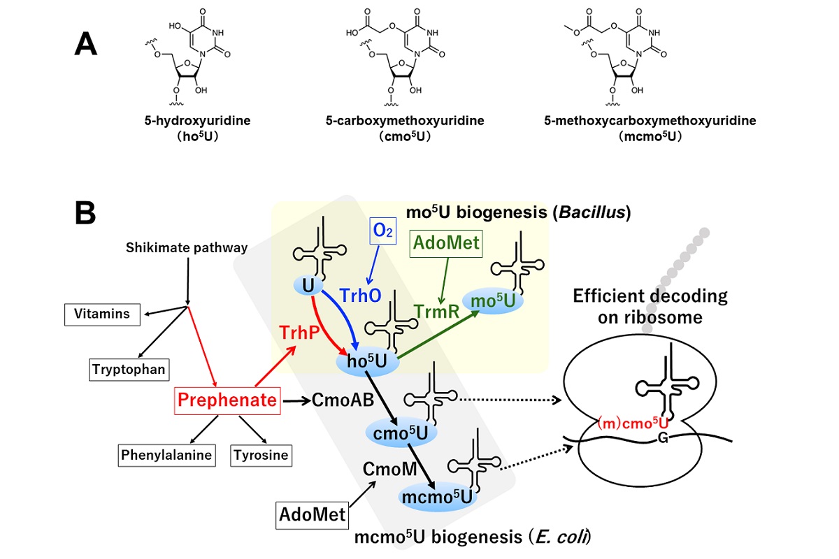 Research schematic of cmo5U biogenesis initiated by tRNA hydroxylation.