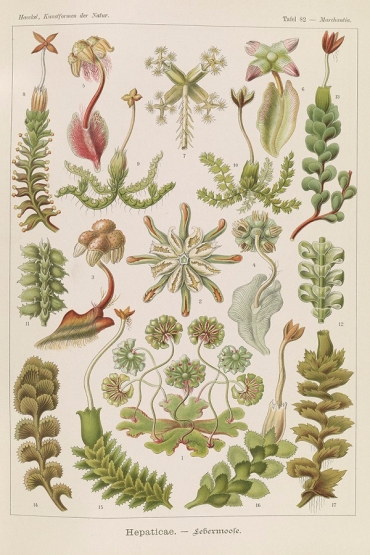 Lithograph showing many species of the nonvascular plants hepaticae.