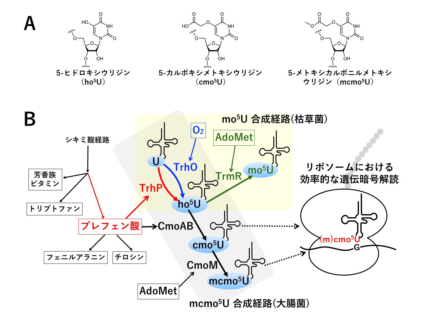 tRNAの水酸化から始まる修飾生合成の概略図