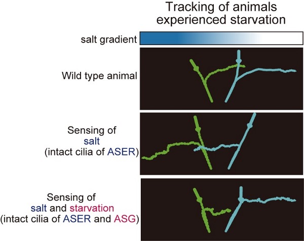 Blue and green lines on black backgrounds show how C. elegans moved around an environment with different concentrations of salt.