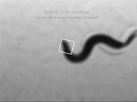 A C. elegans moves forward, backward, turns, and moves forward again.