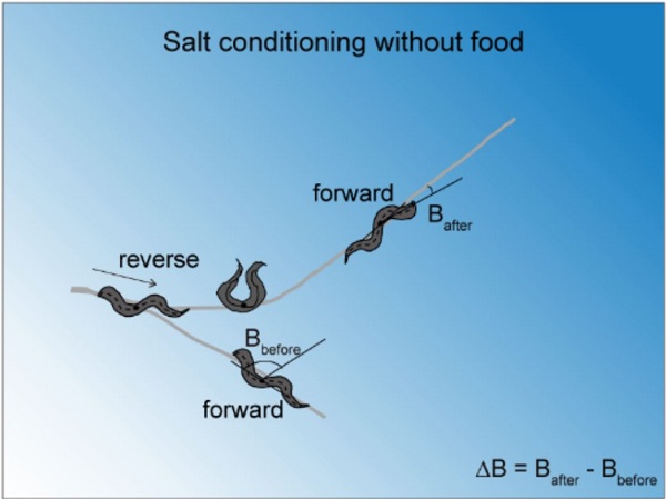 Diagram showing pirouette movement of a C. elegans.