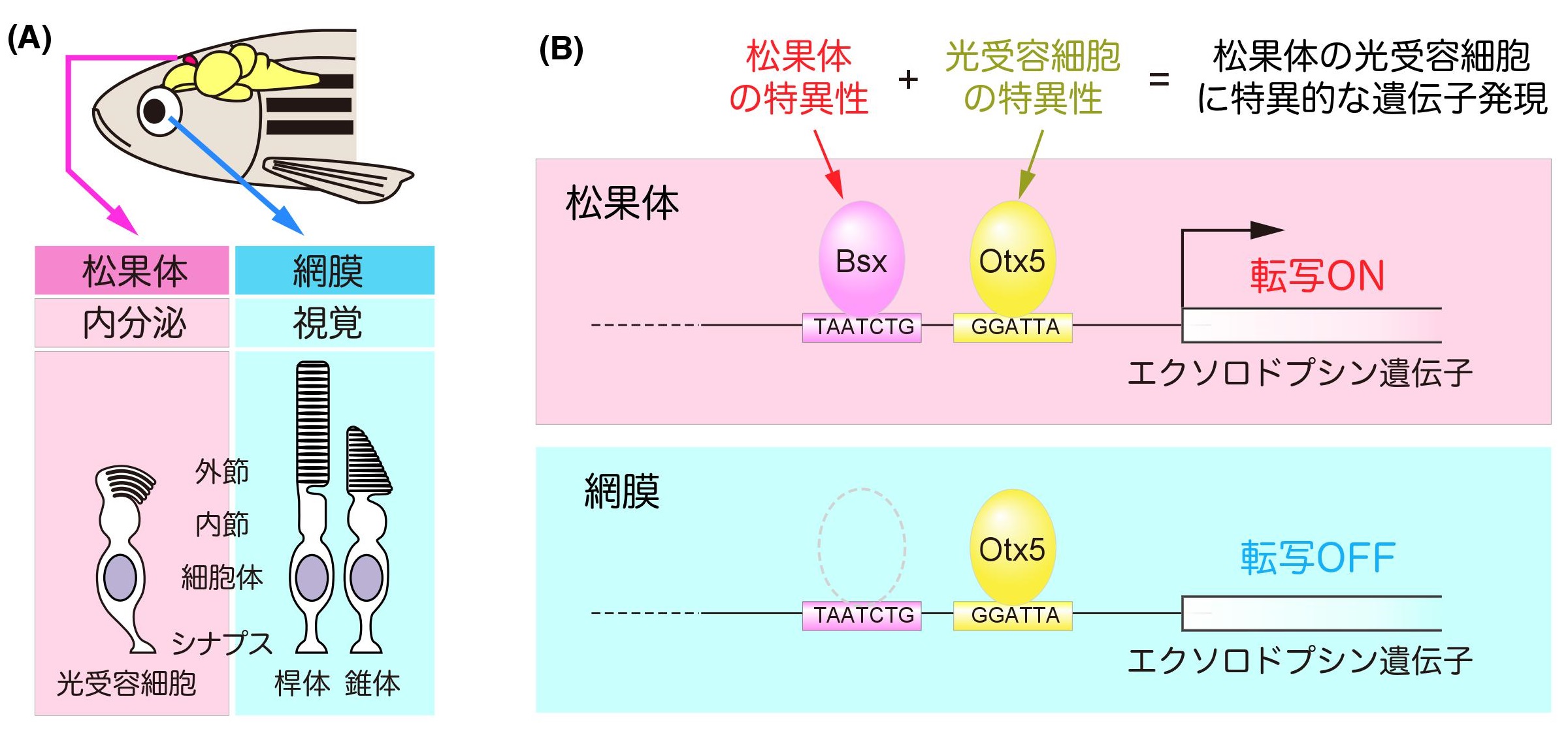 医師の診察を受ける時期