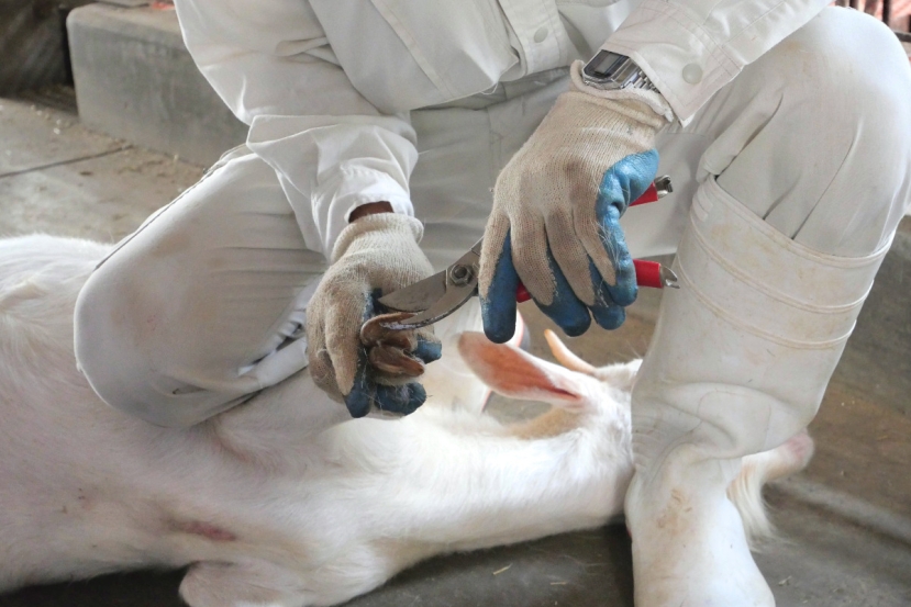 Person wearing white clipping a goat hoof