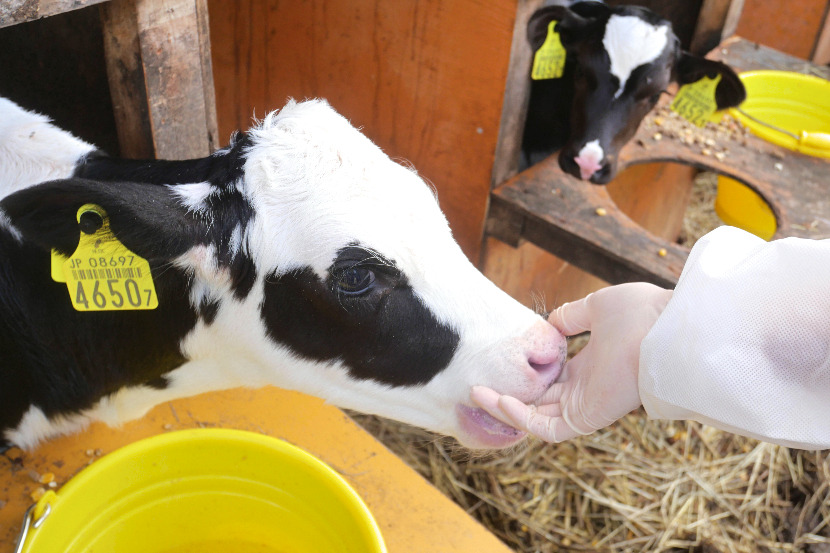 Calf sucking fingers