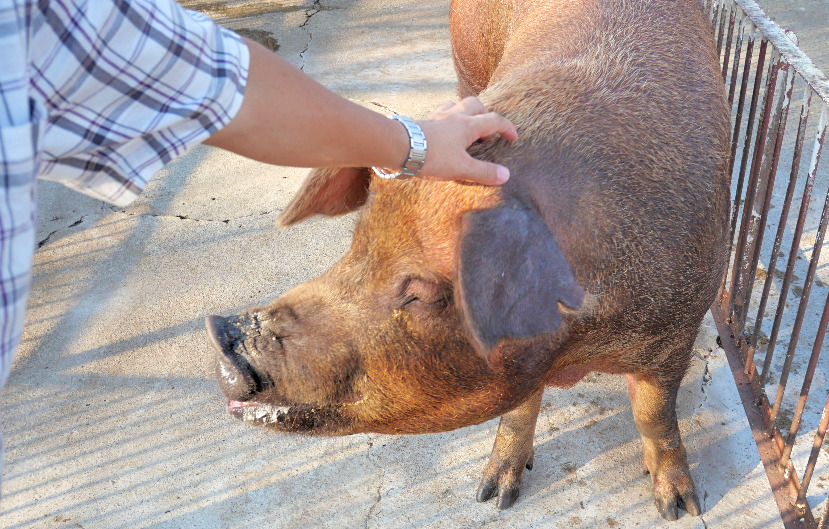 Large pig being pet by a person