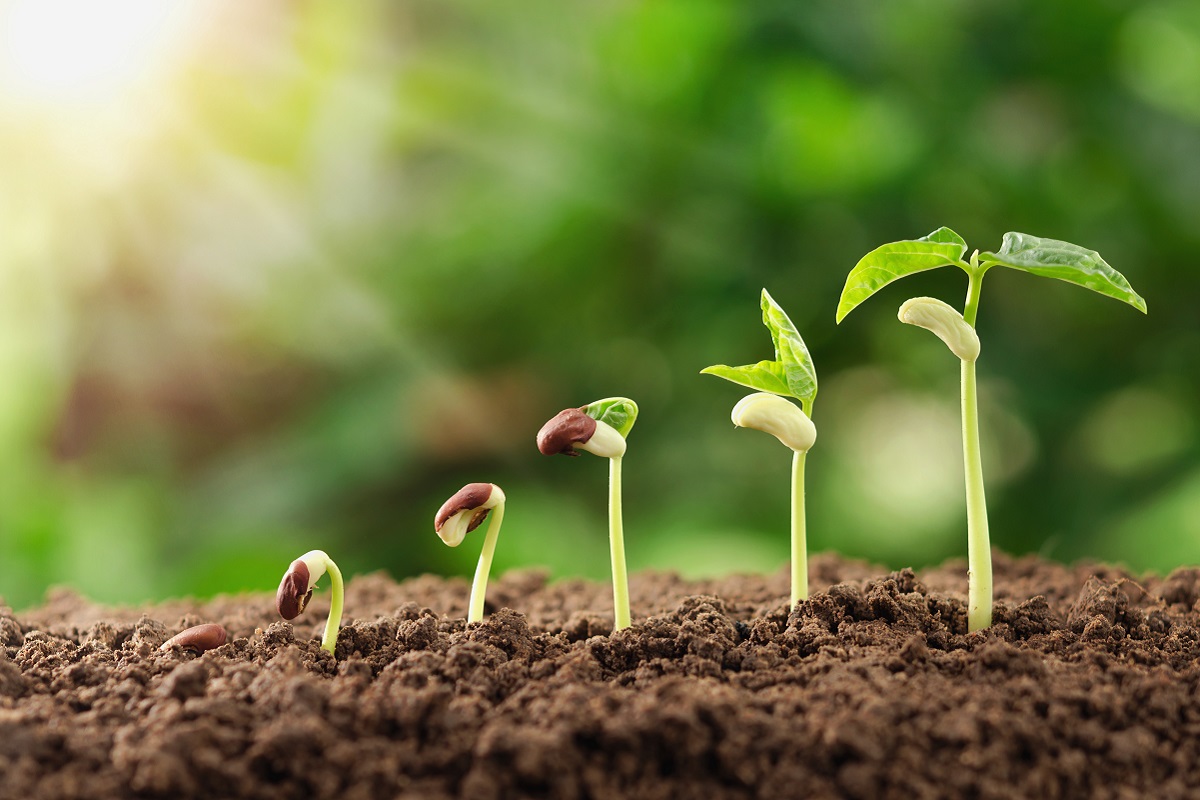 New plants sprout out of seeds. Plants are arranged youngest to oldest plants, left to right.