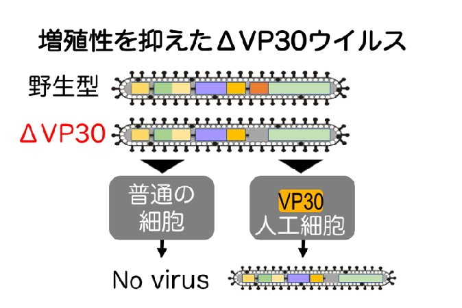 東大開発のエボラワクチンの第i相臨床試験を開始 東京大学 東大開発のエボラワクチンの第i相臨床試験を開始 東京大学