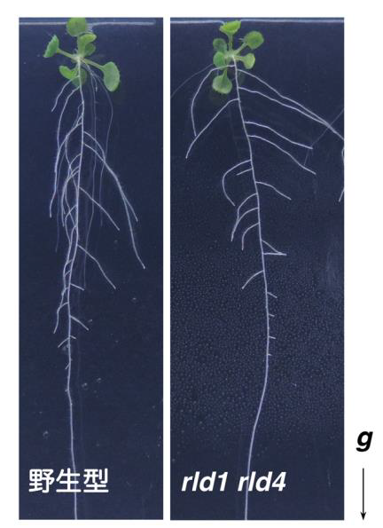 植物の根に重力方向を伝える新しい因子の発見 東京大学