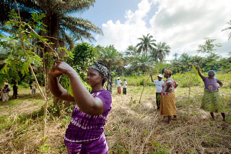 Women in Guinea planting trees
