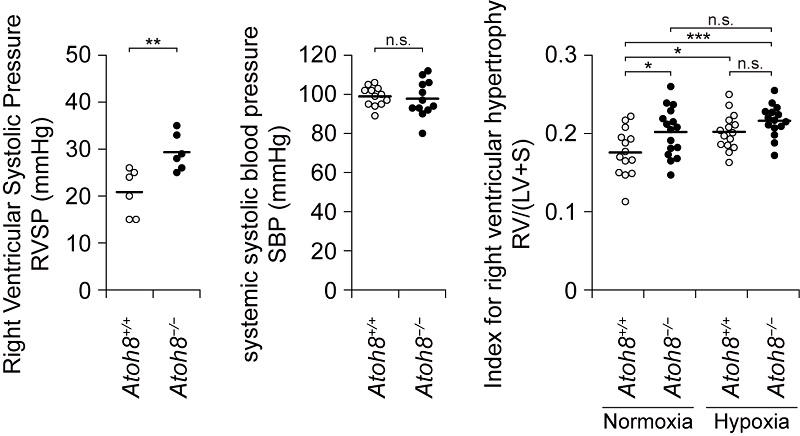 Three scatter plot graphs with data about mice with and without normal Atoh8 gene function.