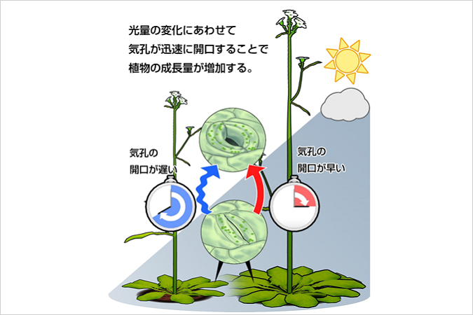 images