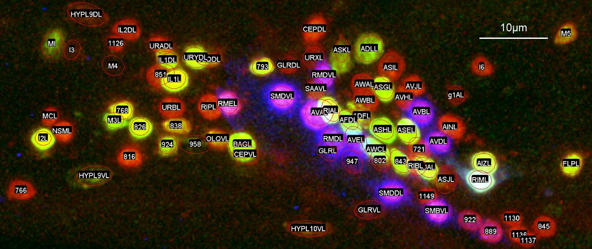 Colorful, fuzzy dots with black labels on top of a black background.