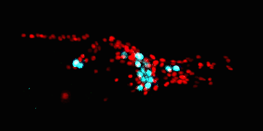 GIF of red and blue fluorescent dots moving left to right