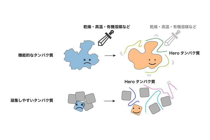 タンパク質 タンパク質は生命を支える物質である