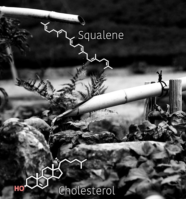 Black and white photo of a fern and water pouring out of two bamboo pipes of different heights. A chemical diagram of the precursor molecule squalene is near the upper pipe and the completed cholesterol molecule is near the lower pipe. 