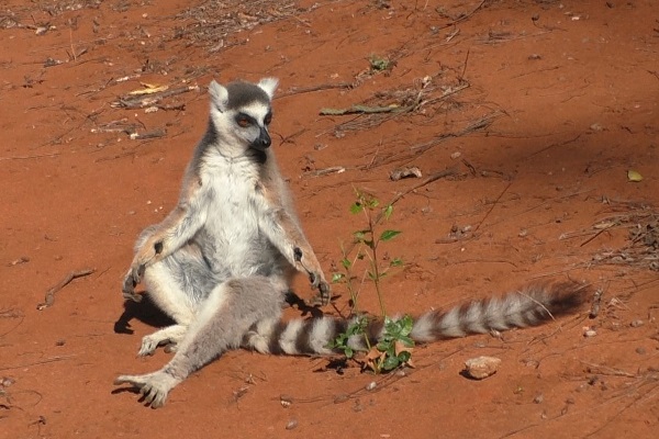 A male ring-tailed lemur sits on orange soil with his arms resting on his knees.