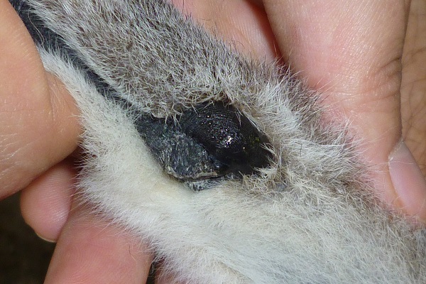 A close-up image of a male ring-tailed lemur's antibrachial gland. 