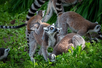 Family group of ring-tailed lemurs.