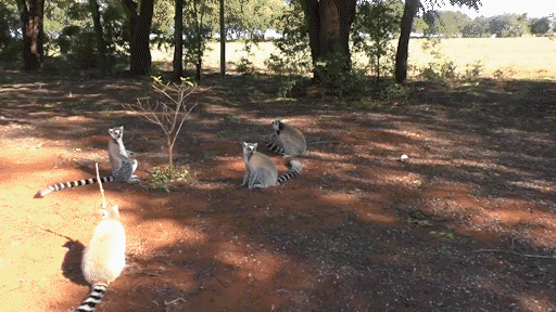 GIF video of male ring-tailed lemur exhibiting stink flirting behavior with female.