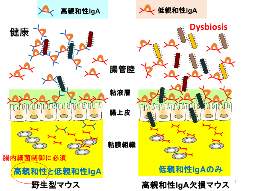 腸管高親和性IgA抗体が腸内細菌叢を制御する。