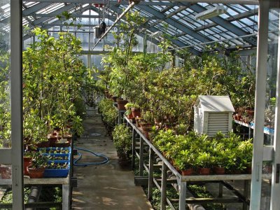 植物園の温室では小笠原の固有植物125種のうち約90種を系統保存している。