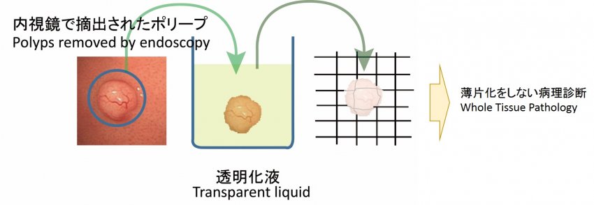 Procedure for the preparation of transparent specimens