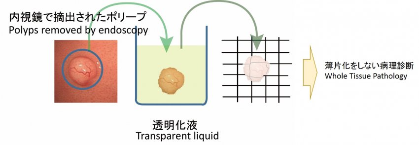 Procedure for the preparation of transparent specimens