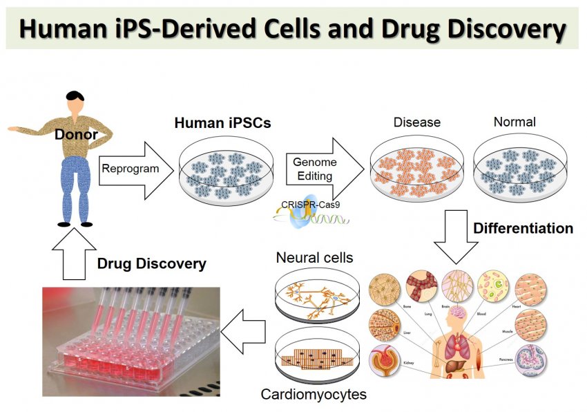 Human iPS-Derived Cells and Drug Discovery