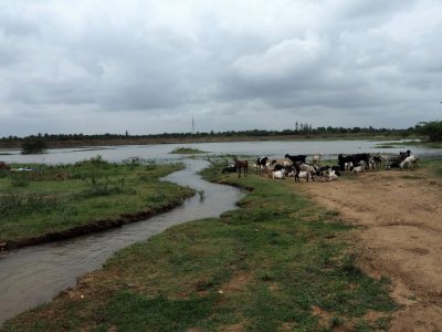 A guru (religious leader) intervenes with the state in order to complete a state-led irrigation project. Water was recently poured into dried tanks.