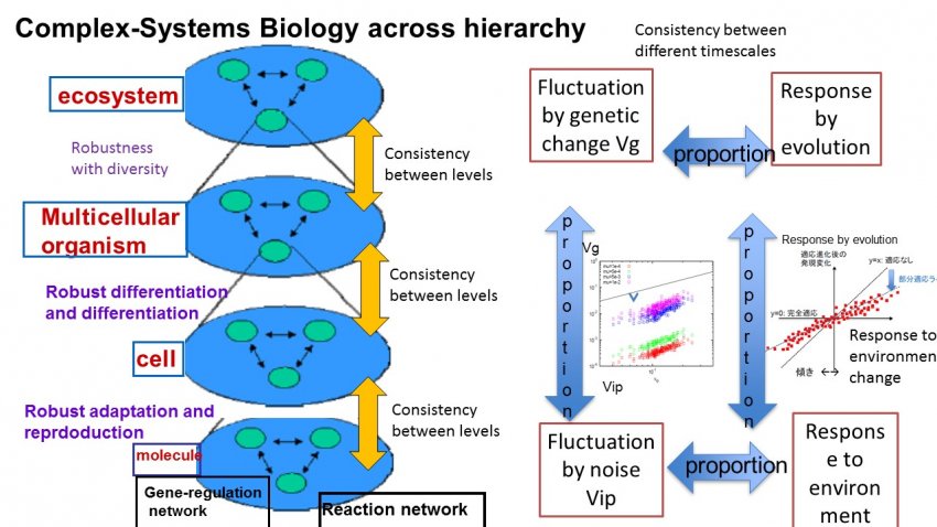 Fig.1: Complex biological system with hierarchy: consistency among different levels of molecule, cell, organism, ecosystem will give universal laws. Law of phenotypic evolution.