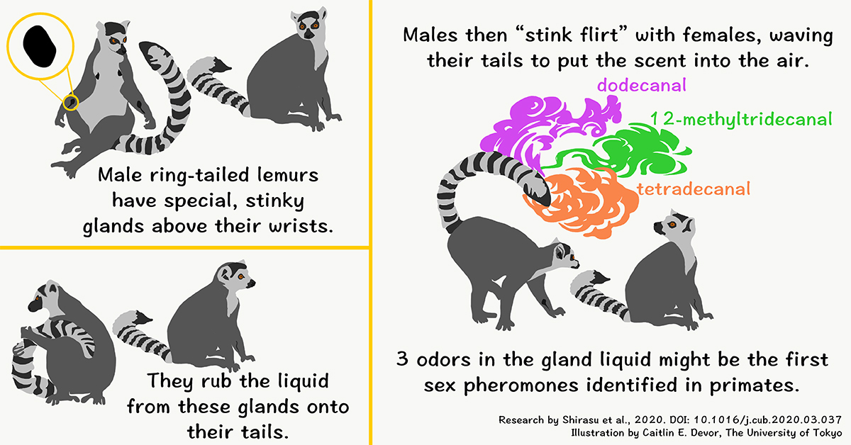 Infographic for lemur stink flirting and possible sex pheromones