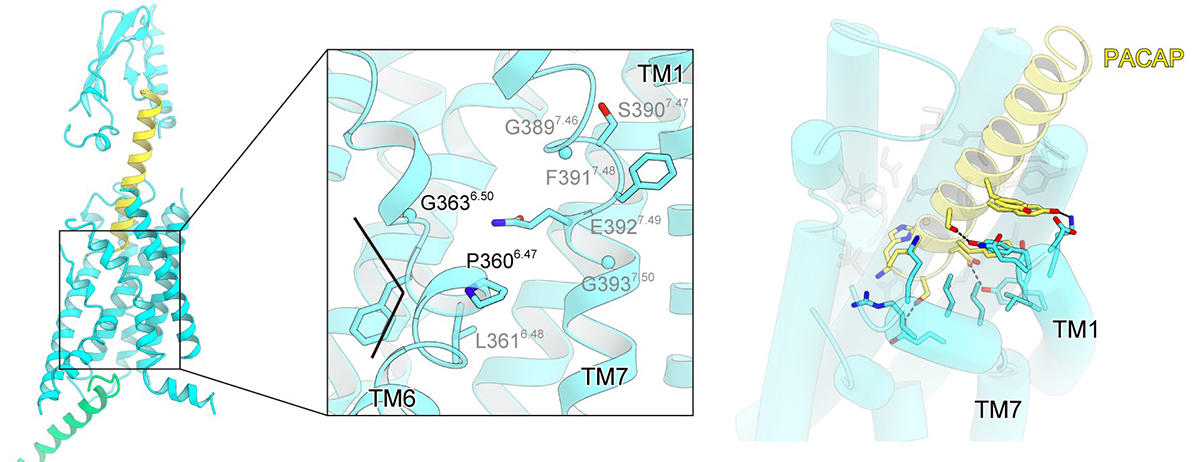 Research diagram of detailed tertiary structure of PAC1R.