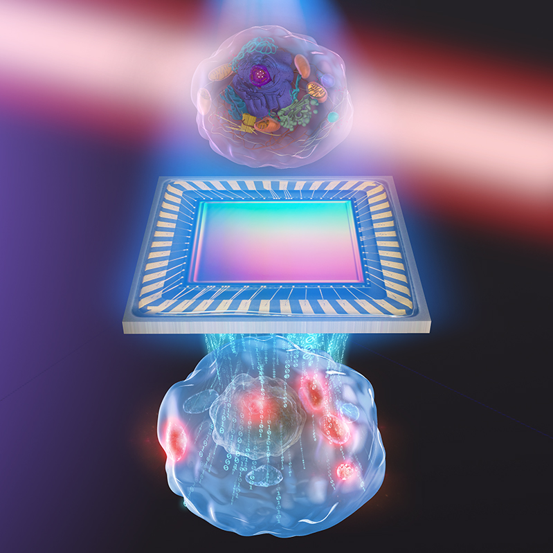 A cell floats above a square camera image sensor and a digital recreation of the cell is underneath. Image has a pink and purple background.