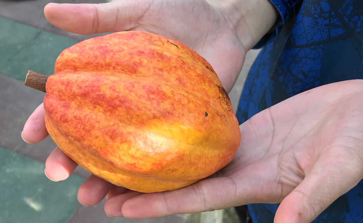 Hands holding large orange oval-shaped object