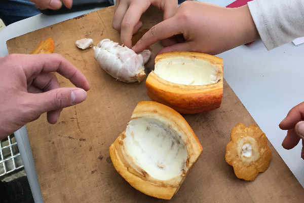 Cacao pod being taken apart on a cutting board