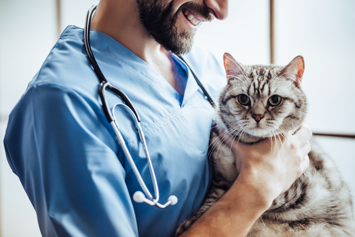 A man in blue medical scrubs with a stethoscope around his neck smiles and holds a grey tabby cat. 