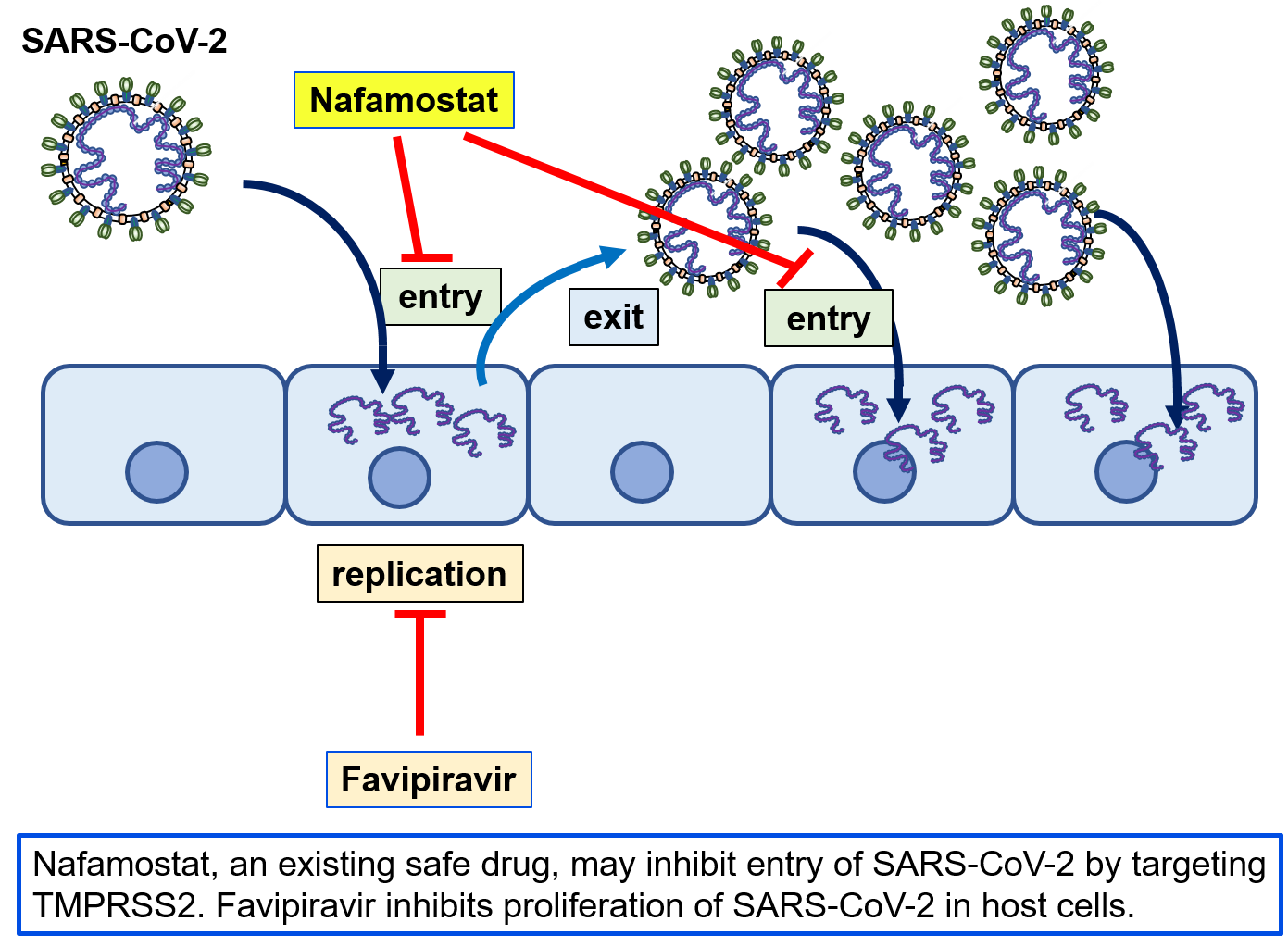 Nafamostat, an existing safe drug, may inhibit entry of SARS-CoV-2 by targeting TMPRSS2. Favipiravir inhibits proliferation of SARS-CoV-2 in host cells.
