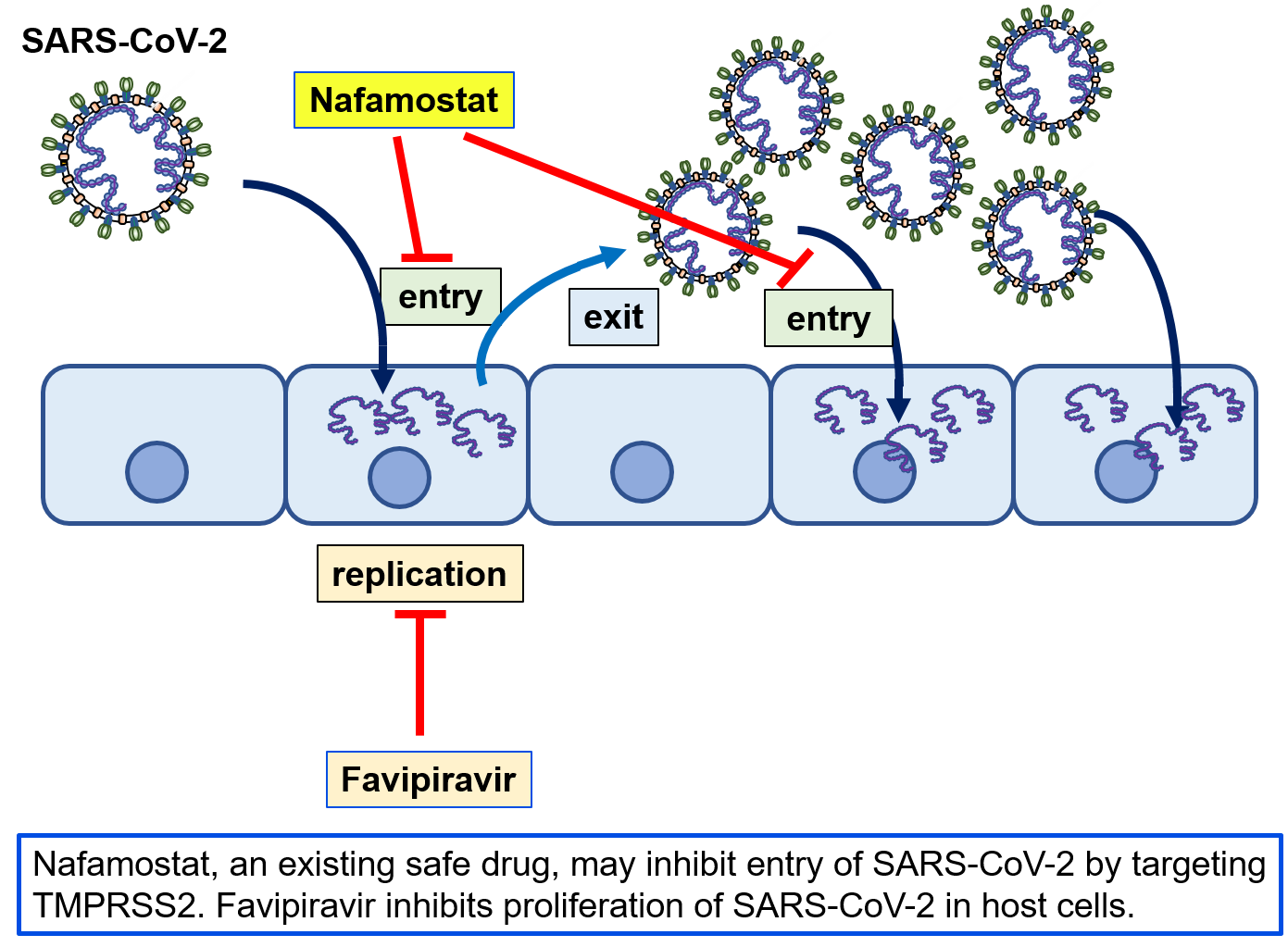 Рнк sars cov 2. Механизм действия Sarcov 2. Механизм действия фавипиравира. Гемагглютинин SARS-cov-2. Фавипиравир механизм.