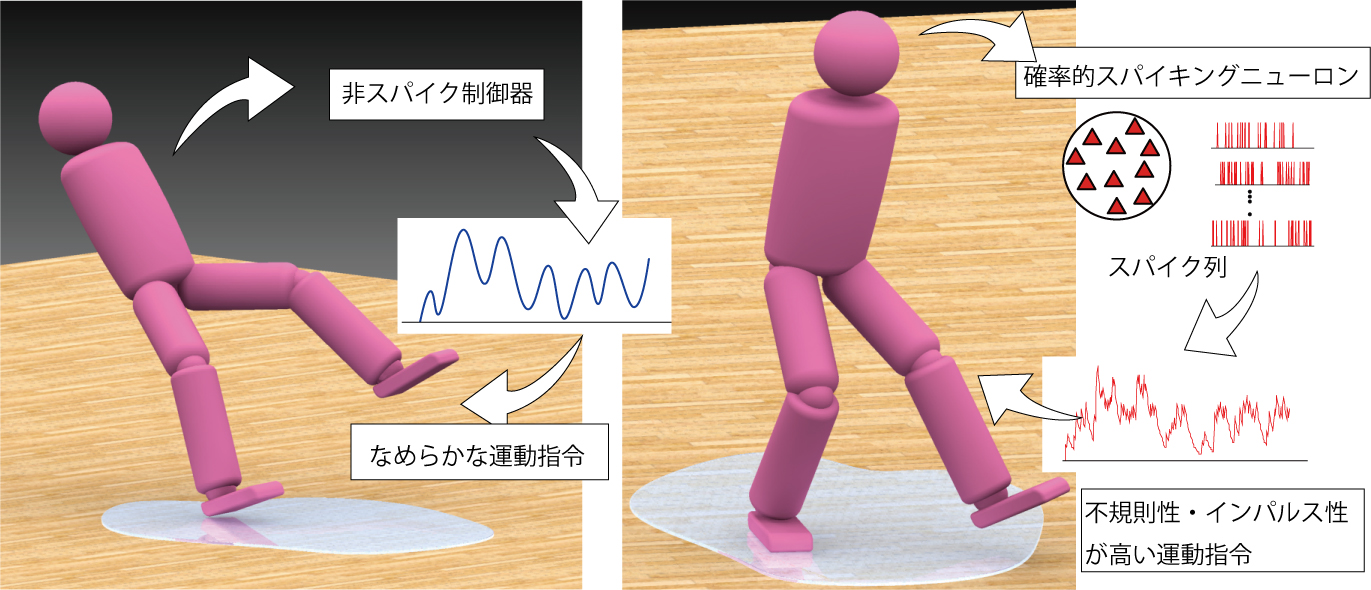 神経の確率的スパイク発火による秩序生成機能の発見