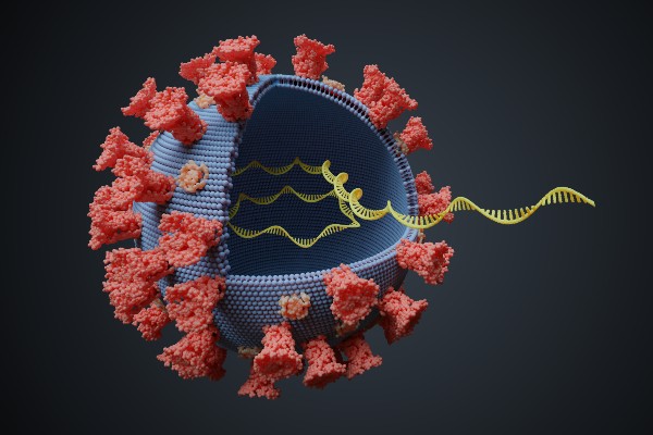 A viral particle with cut-away showing single stranded genetic material.