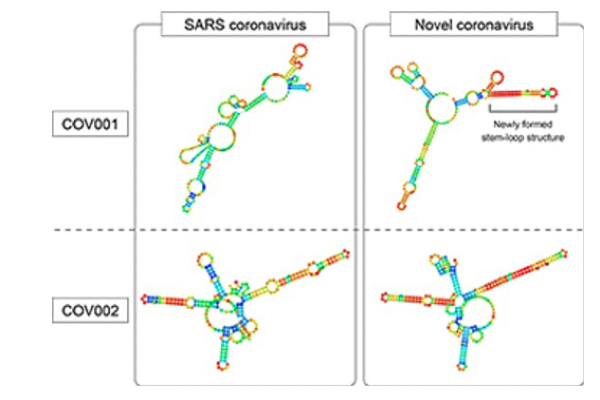 Models of the structure of two pieces of RNA in the virus that causes SARS (left) and the virus that causes COVID-19 (right).